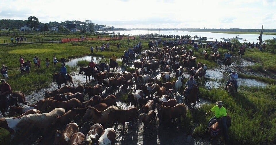 Photos: Chincoteague Pony Swim Through the Years